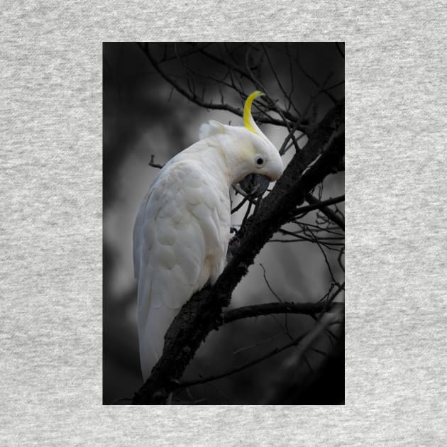 Sulphur-crested Cockatoo_3798A by seadogprints